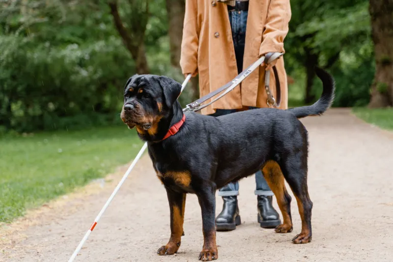 Fifty Thousand Dollars, Two Years, One Dog: Inside the Business of Guiding Blind Americans